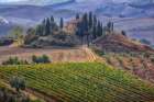 Italy-Tuscany Belvedere House-Olive trees-and vineyards near San Quirico dOrcia Art Print